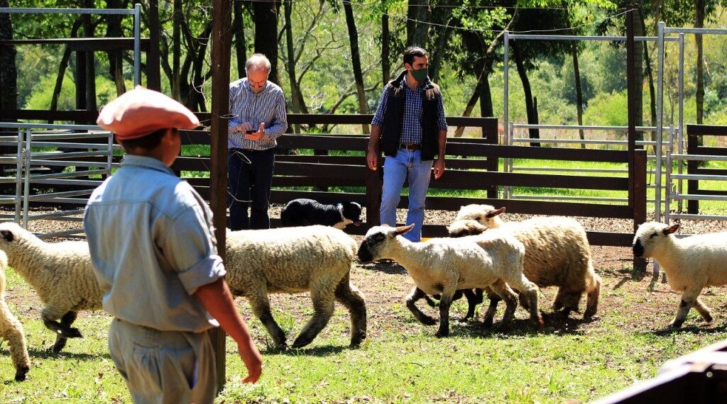 Con créditos provinciales se incorporaron más de 100 ovinos de buena genética