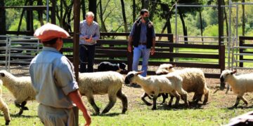 Con créditos provinciales se incorporaron más de 100 ovinos de buena genética