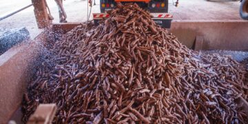 Impulsan ley para promover el cultivo y comercialización de mandioca y derivados