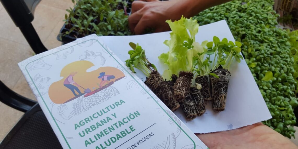 Huerta en casa, un plan que fomenta la buena alimentación