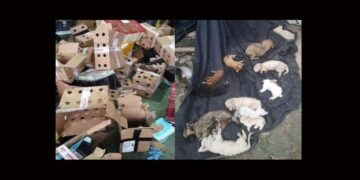 Horror: encuentran miles de mascotas embaladas y muertas en un depósito chino