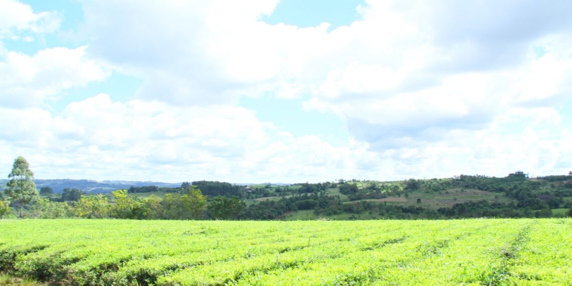 Continúa vigente la resolución de protocolo sanitario para la actividad agroindustrial