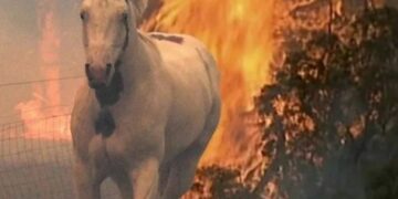 Alerta: los incendios afectan a 14 provincias