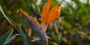 “Misiones Siempre en Flor” vuelve para festejar el Día de la Madre
