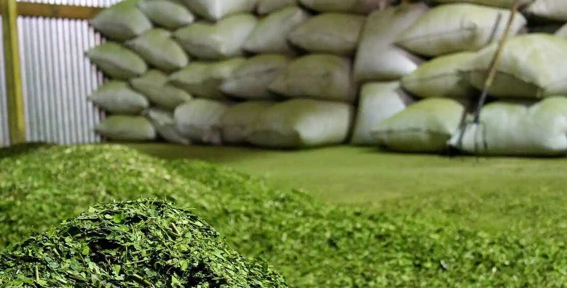 Nación fijó nuevos valores para la hoja verde y la canchada de yerba mate