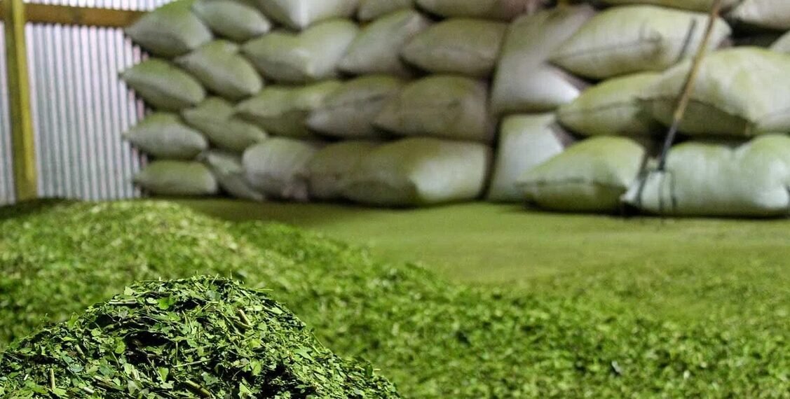 El consumo y las exportaciones de yerba mate registraron una baja en agosto