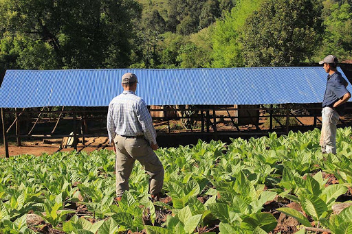 Comienza el pago a tabacaleros por más de $245 millones