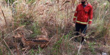 Rescataron y pusieron a salvo un ejemplar de ciervo hallado en el barrio Fátima