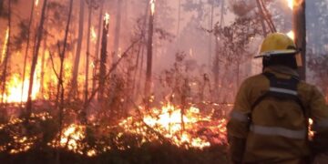 Voraz incendio consumió 75 hectáreas de la Reserva Yabotí