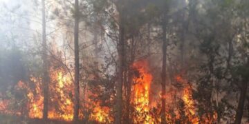 Incendios: Misiones corre el riesgo de perder de forma irreparable al menos 25 especies