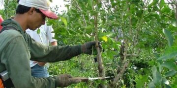 El próximo lunes 30 pagarán interzafra a trabajadores tareferos
