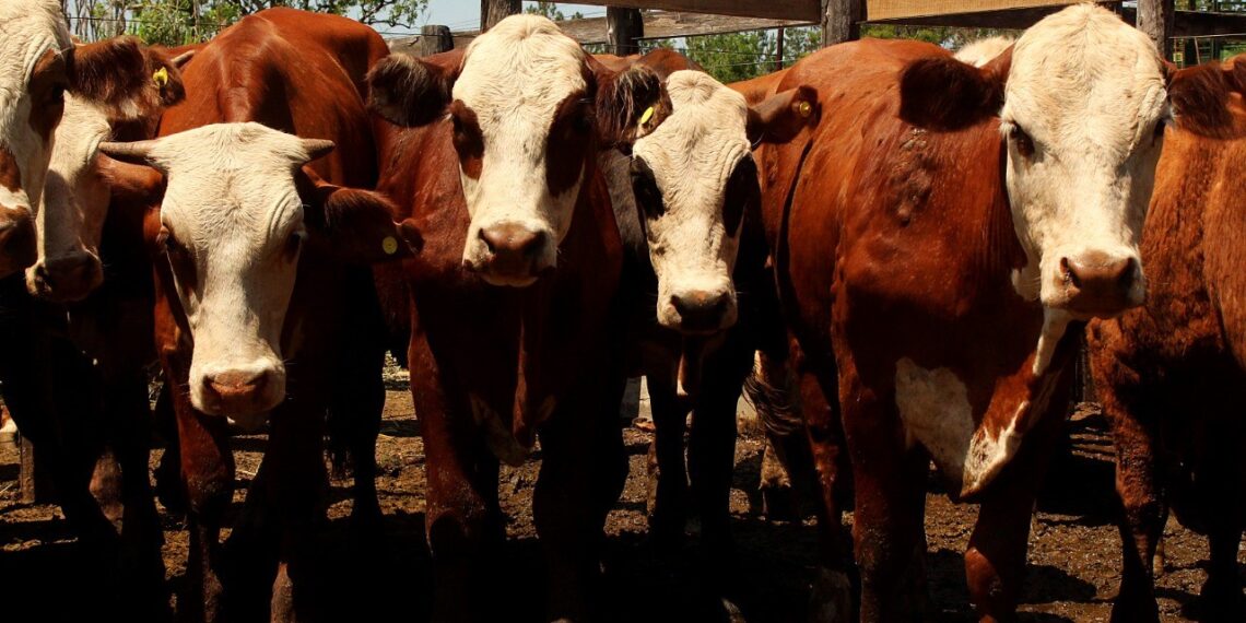 Récord de animales en el tercer remate ganadero de Misiones