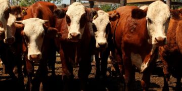 Récord de animales en el tercer remate ganadero de Misiones