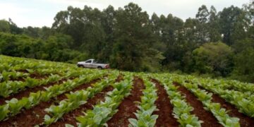 Tabaco: este jueves pagan más de $240 millones a productores