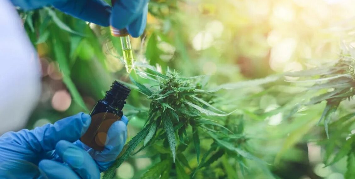 Legalizan el autocultivo de cannabis para uso medicinal y la venta de aceite en farmacias