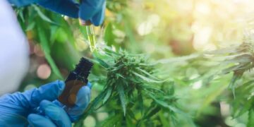 Legalizan el autocultivo de cannabis para uso medicinal y la venta de aceite en farmacias