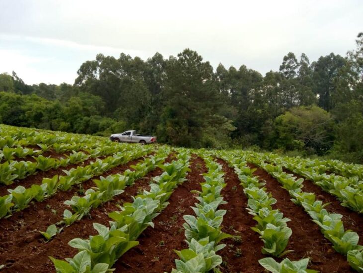 Tabaco: este jueves pagan más de $240 millones a productores