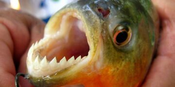 Reportan ataques de palometas y rayas en balnearios de Posadas y Candelaria