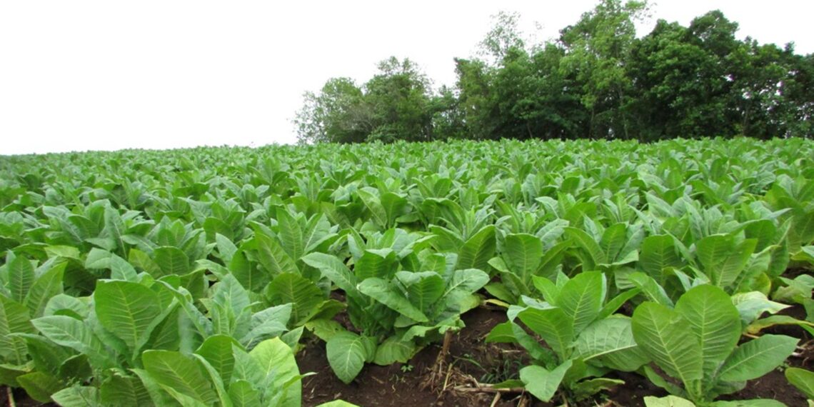 Pagan a productores tabacaleros más de 1.100 millones de pesos