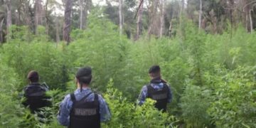 Hallan una plantación de dos hectáreas de marihuana en el paraje Inter de Dos Hermanas
