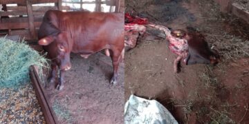 Capioví: le faenaron un toro raza Brangus de más de 100 mil pesos