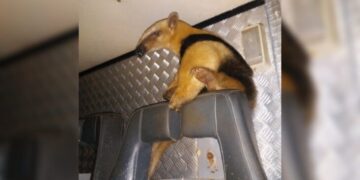 Rescataron a un oso hormiguero que apareció en un barrio de Posadas