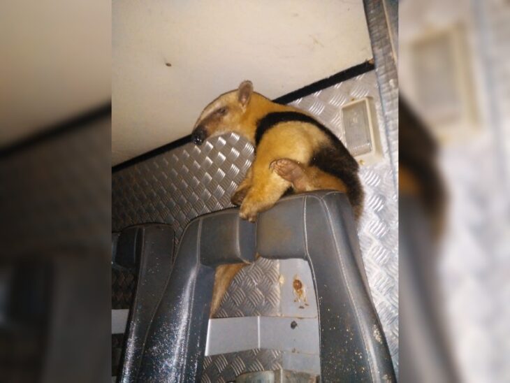 Rescataron a un oso hormiguero que apareció en un barrio de Posadas