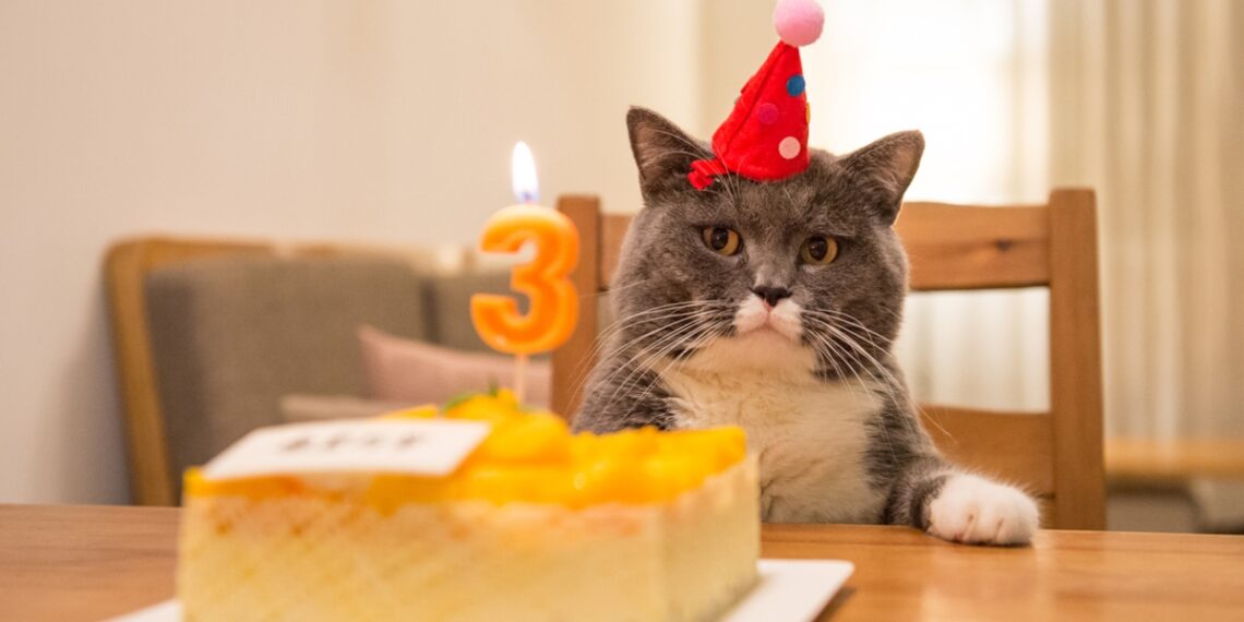 El cumpleaños clandestino de un gato dejó 15 contagiados de covid-19