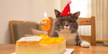 El cumpleaños clandestino de un gato dejó 15 contagiados de covid-19
