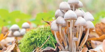 Tenía depresión, se inyectó un té de hongos alucinógenos y casi muere porque le crecieron en le cuerpo