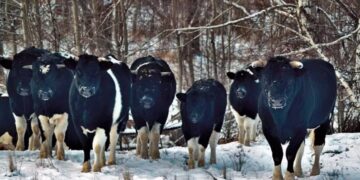 Chernobyl: las vacas abandonadas en la zona de exclusión se volvieron salvajes