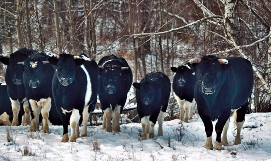Chernobyl: las vacas abandonadas en la zona de exclusión se volvieron salvajes