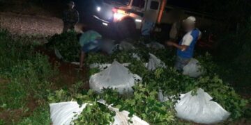 Evitaron robo de yerba en San Pedro y detectaron un punto ilegal de acopio en San Vicente