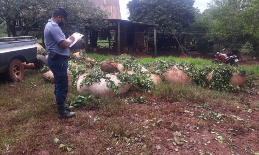 Recuperaron 6 mil kilos de yerba mate en Puerto Leoni y Eldorado