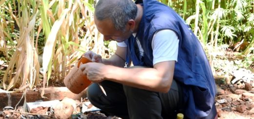 En verano, se redoblan los operativos de control focal y fumigación contra el Dengue