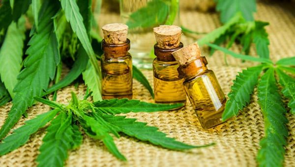 Autorizaron el cultivo de cannabis medicinal en Misiones