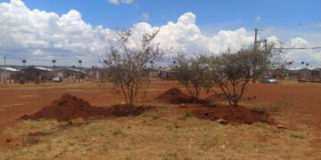 Replantaron árboles y repararon la plaza del barrio 508 Viviendas