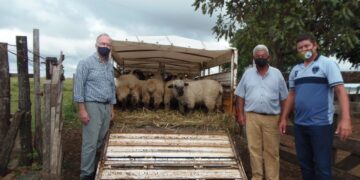 La UEP ovina provincial entregó  30 reproductores  para el fortalecimiento de la cuenca sur de Misiones