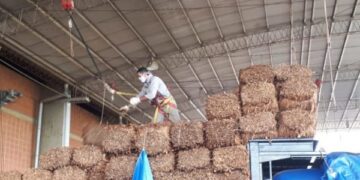 Acuerdan nuevo precio del tabaco e inicio del acopio