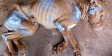 La ex dueña de Papo, el perro abandonado, va a juicio oral y público