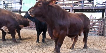 Con más de 860 animales se realizó el remate ganadero de Montecarlo