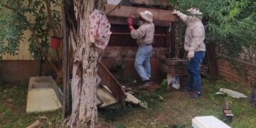 Recuerdan que el Municipio retira colmenas de viviendas