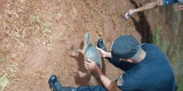 Encontraron una tortuga de agua en la Costanera Este de Posadas
