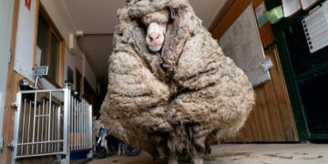 Rescataron a una oveja con 35 kilos de lana que estuvo perdida durante 5 años
