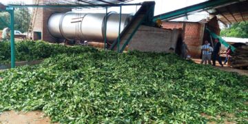 Comenzó a funcionar nuevo secadero de yerba mate en Fracrán