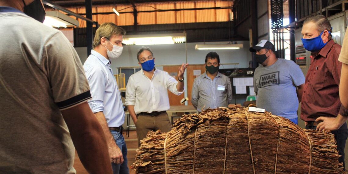 Está vigente el acopio de tabaco en la provincia de Misiones