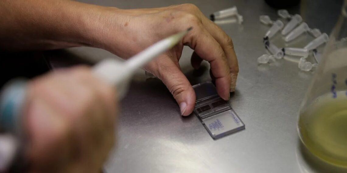 Covid-19: cómo funciona el molnupiravir, la píldora antiviral que detendría el contagio