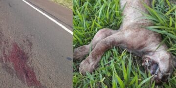 Automovilista mató a un puma sobre ruta 105