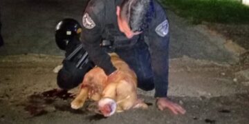 Dos personas recibieron asistencia médica tras ser mordidos por un pitbull en Posadas