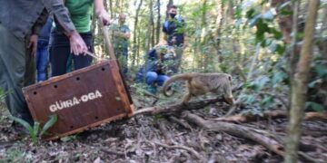 La mona aulladora de Villa Cabello fue trasladada a otro hábitat